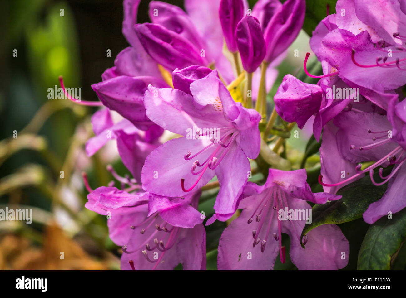 Rhododendron mauve dans un jardin Banque D'Images
