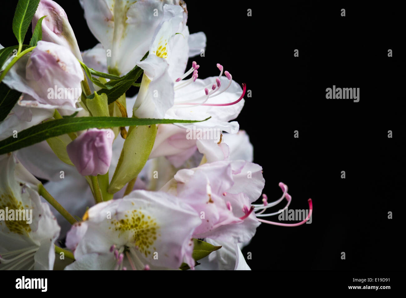 Rhododendron blanc avec un fond noir Banque D'Images