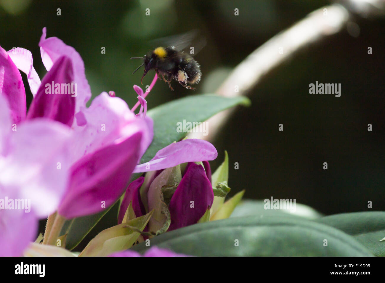 Bee en vol stationnaire au-dessus d'un rhododendron pourpre la collecte du pollen Banque D'Images