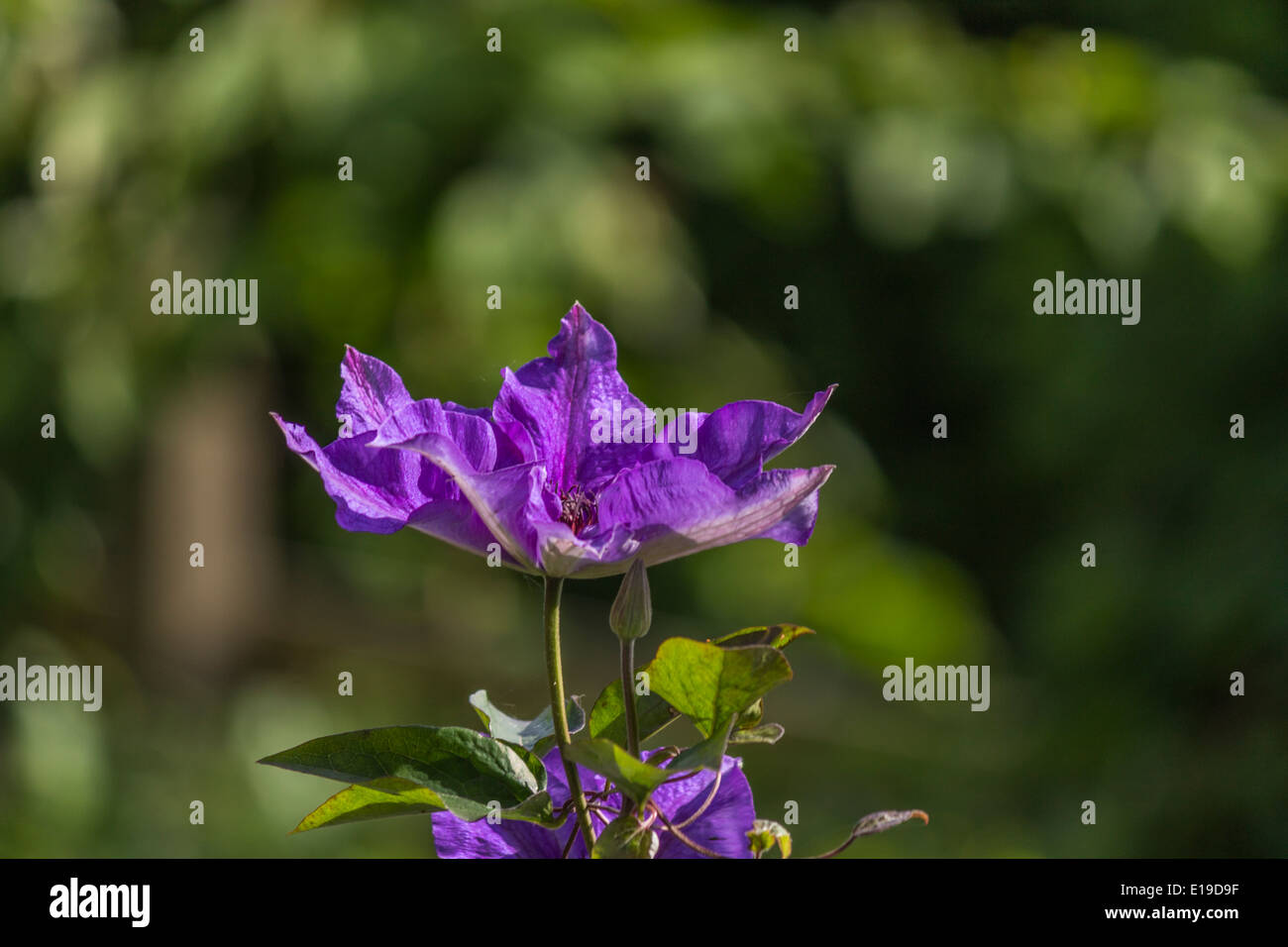 De hautes fleurs de mauve dans un jardin Banque D'Images