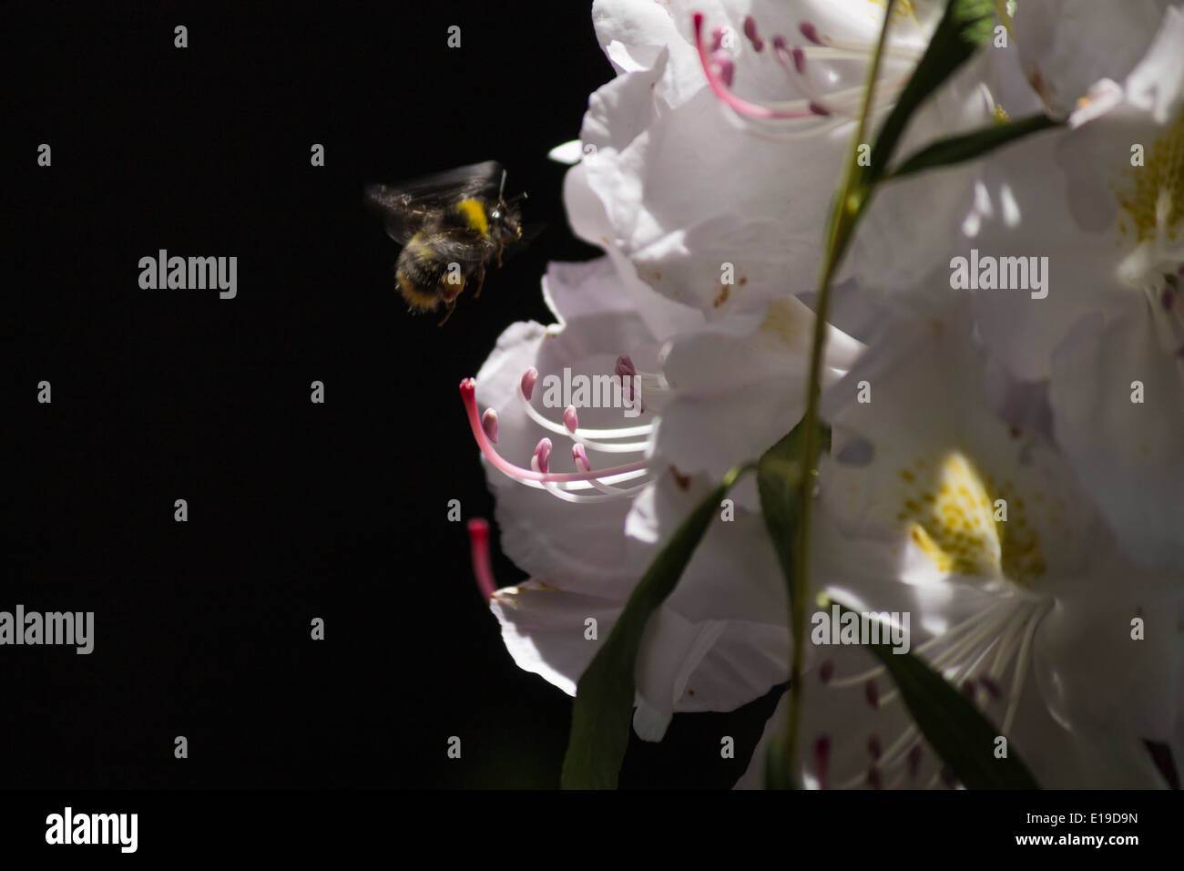 Bee en vol stationnaire au-dessus d'un rhododendron blanc avec un fond noir Banque D'Images