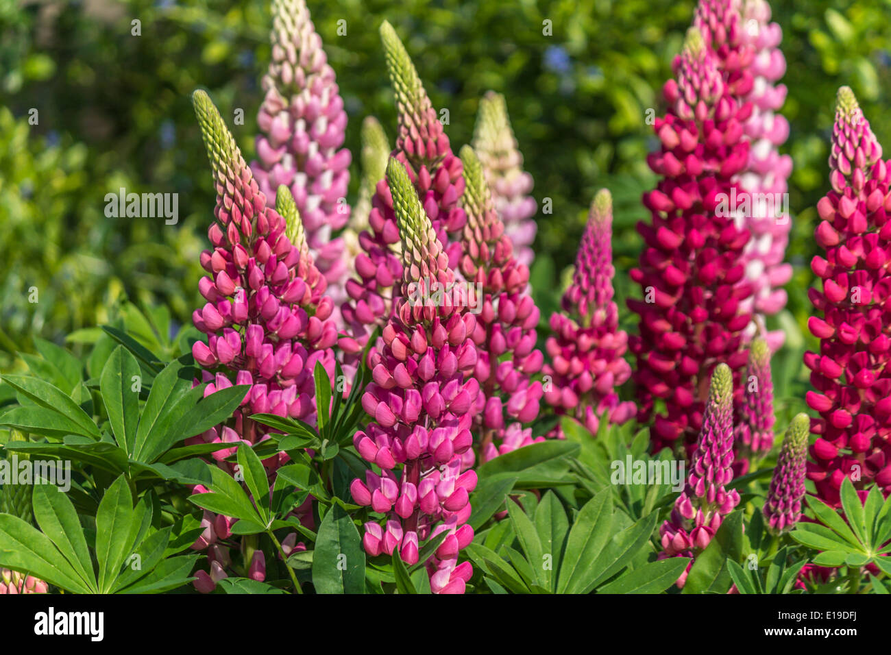 Lupins poussent à l'état sauvage dans un parc Banque D'Images