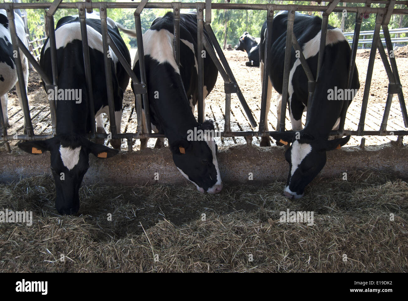 Agronomie : l'élevage de bétail Banque D'Images