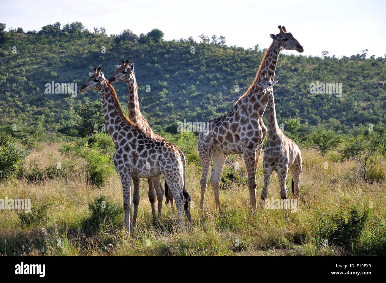 Les Girafes dans les prairies, Parc National de Pilanesberg, Pilanesberg, Province du Nord Ouest de la République d Afrique du Sud Banque D'Images