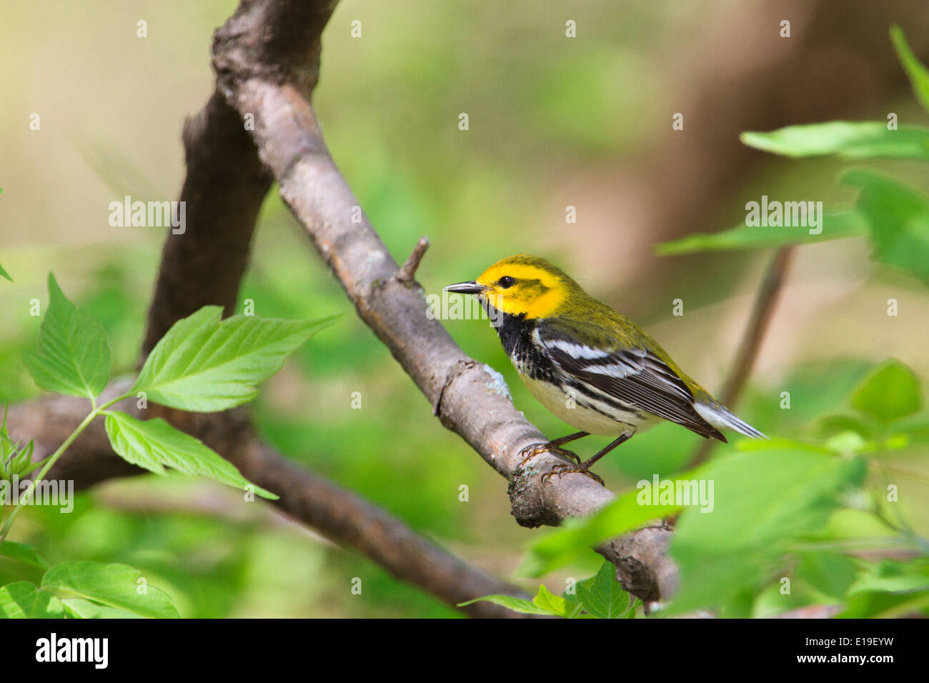 Paruline à gorge noire (Setophaga virens) sur branche d'arbre pendant la migration du printemps, Magee Marsh, l'Ohio. Banque D'Images
