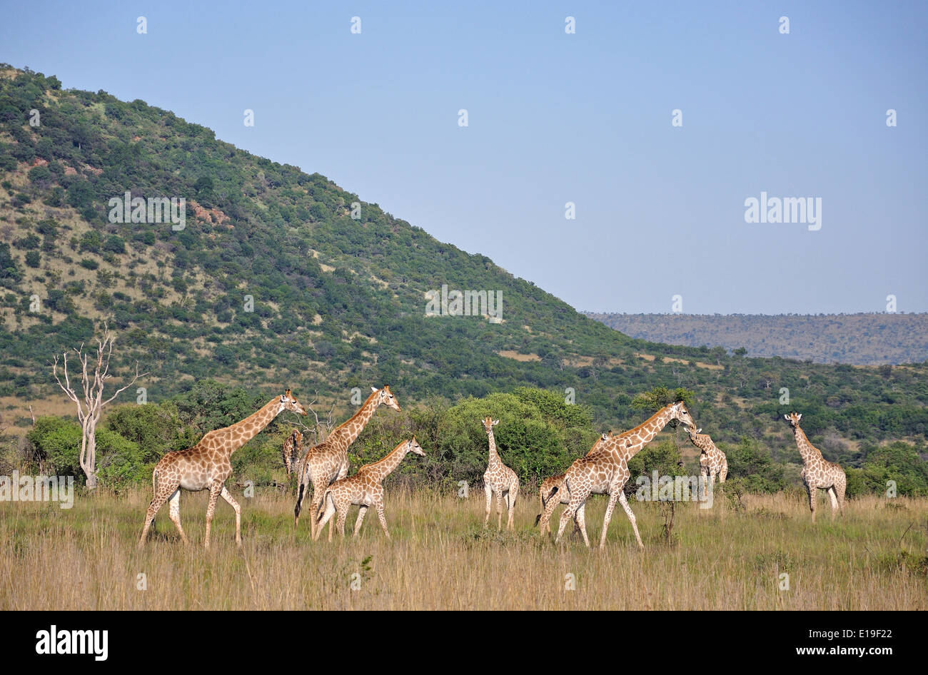 Les Girafes dans les prairies, Parc National de Pilanesberg, Pilanesberg, Province du Nord Ouest de la République d Afrique du Sud Banque D'Images
