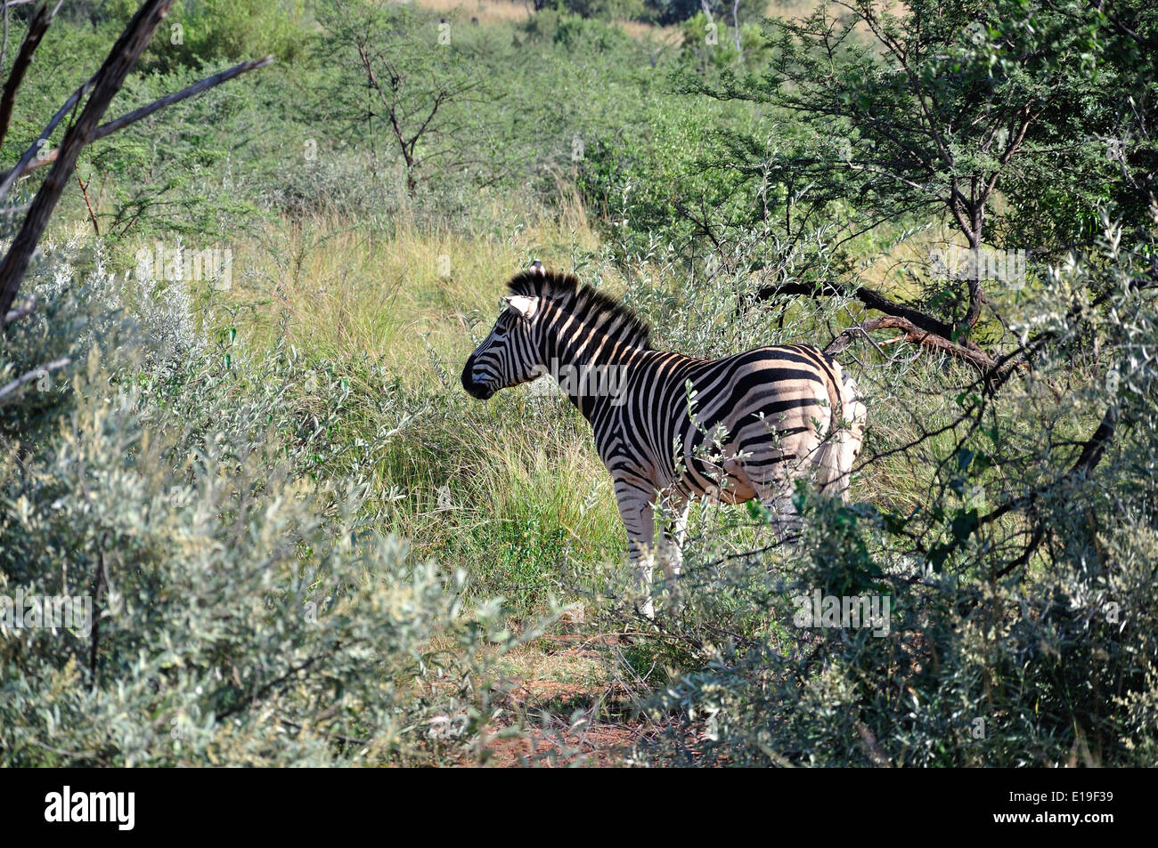 Zèbre dans le parc, Parc National de Pilanesberg, Pilanesberg, Province du Nord Ouest de la République d Afrique du Sud Banque D'Images