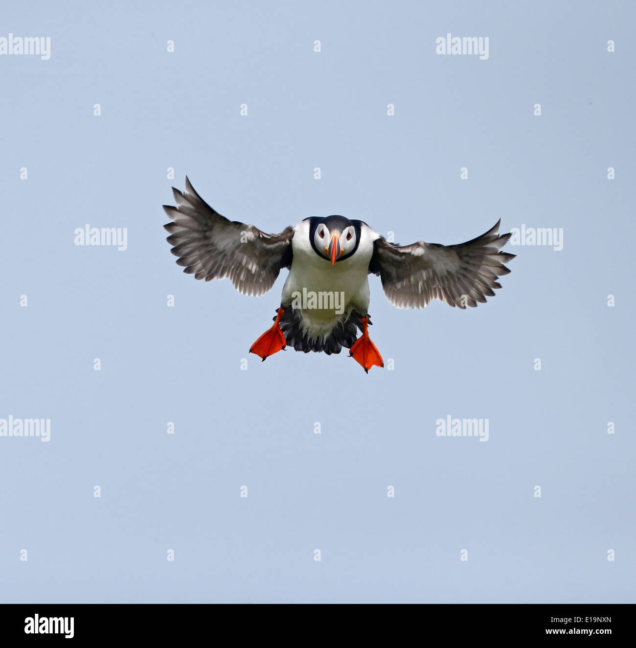 Macareux moine, Fratercula arctica, seul oiseau en vol, de Northumberland, Mai 2014 Banque D'Images