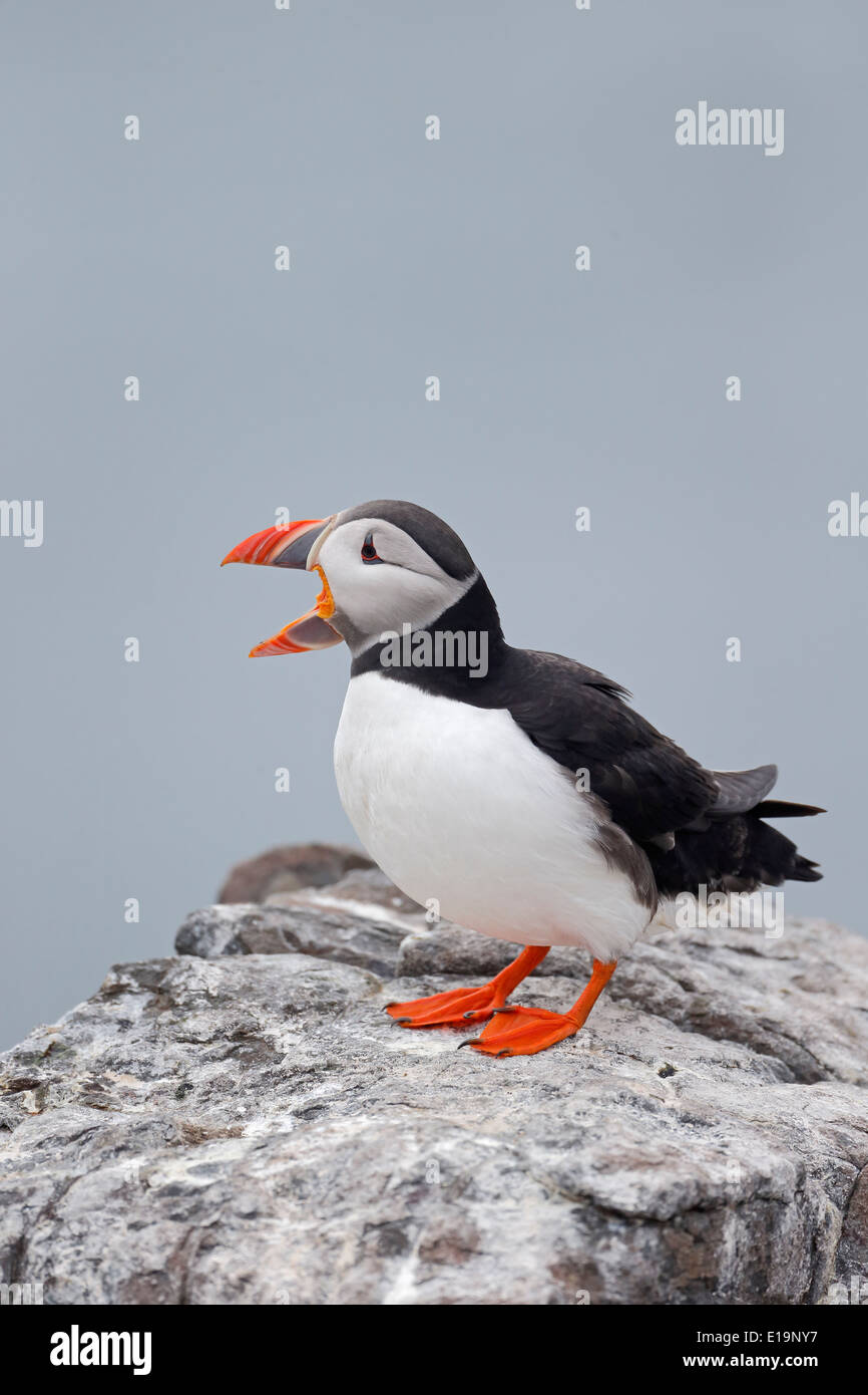 Macareux moine, Fratercula arctica, seul oiseau sur rock, Northumberland, Mai 2014 Banque D'Images