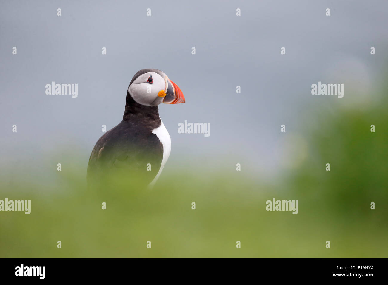 Macareux moine, Fratercula arctica, seul oiseau sur rock, Northumberland, Mai 2014 Banque D'Images