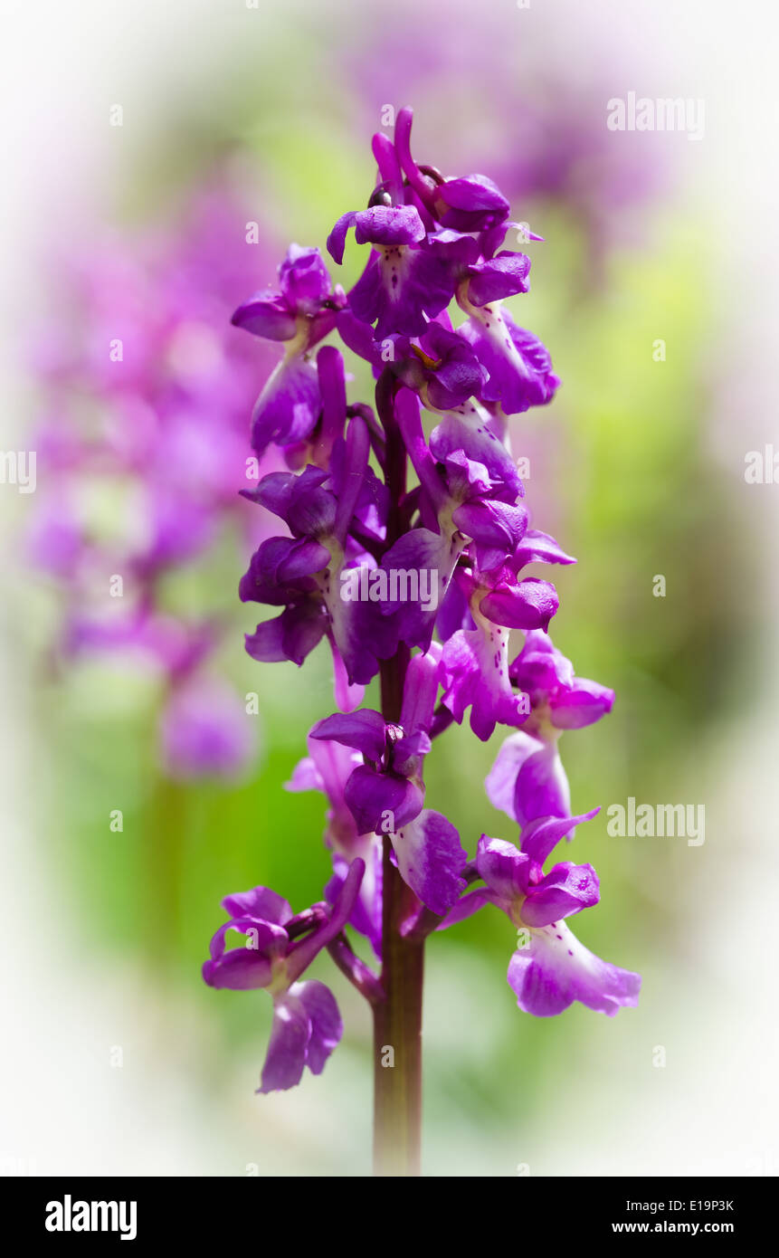 Early Purple orchid - orchis mascala Banque D'Images