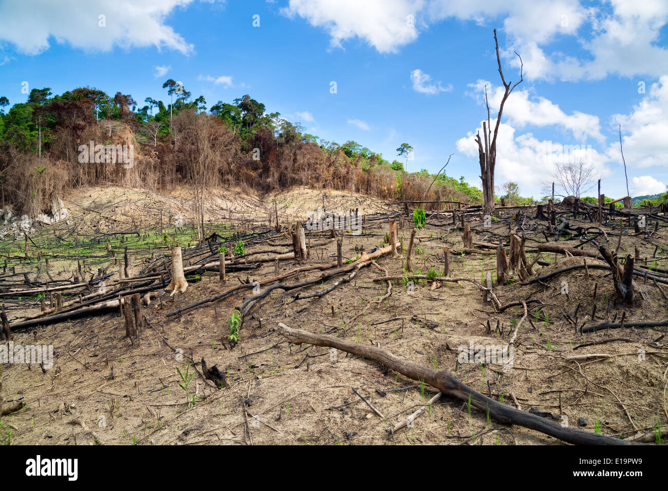 La déforestation dans la région de El Nido, Palawan, Philippines Banque D'Images