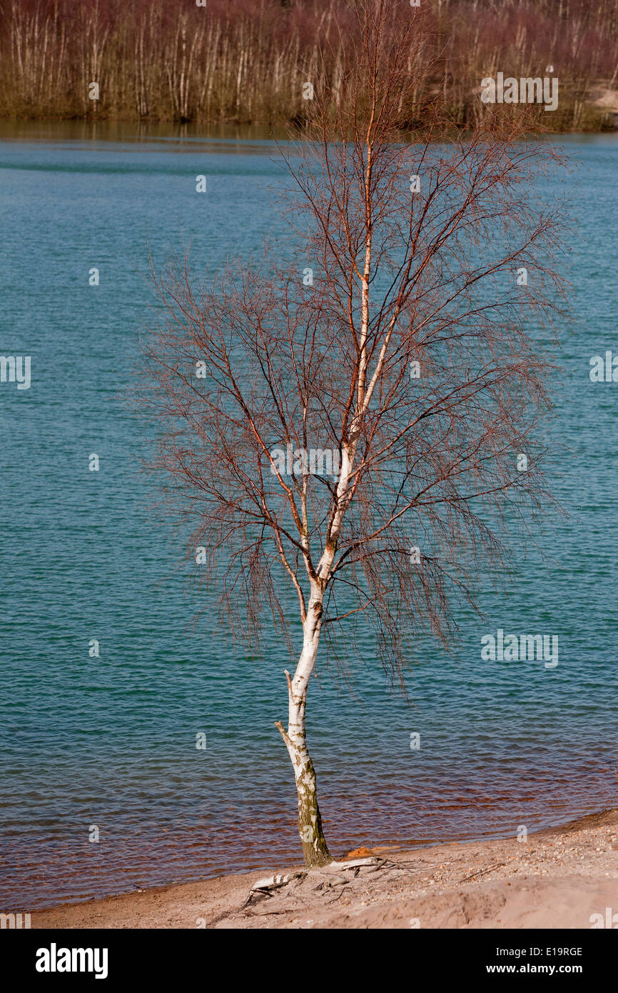 Silver Birch Tree unique sur la rive d'un lac. Banque D'Images