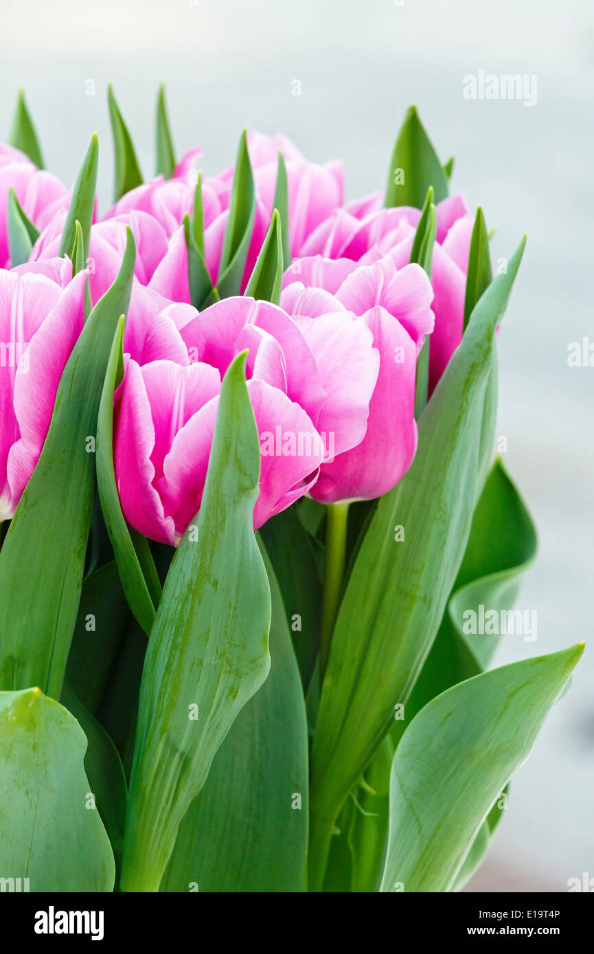 Beau bouquet de tulipes roses au printemps (macro). Banque D'Images