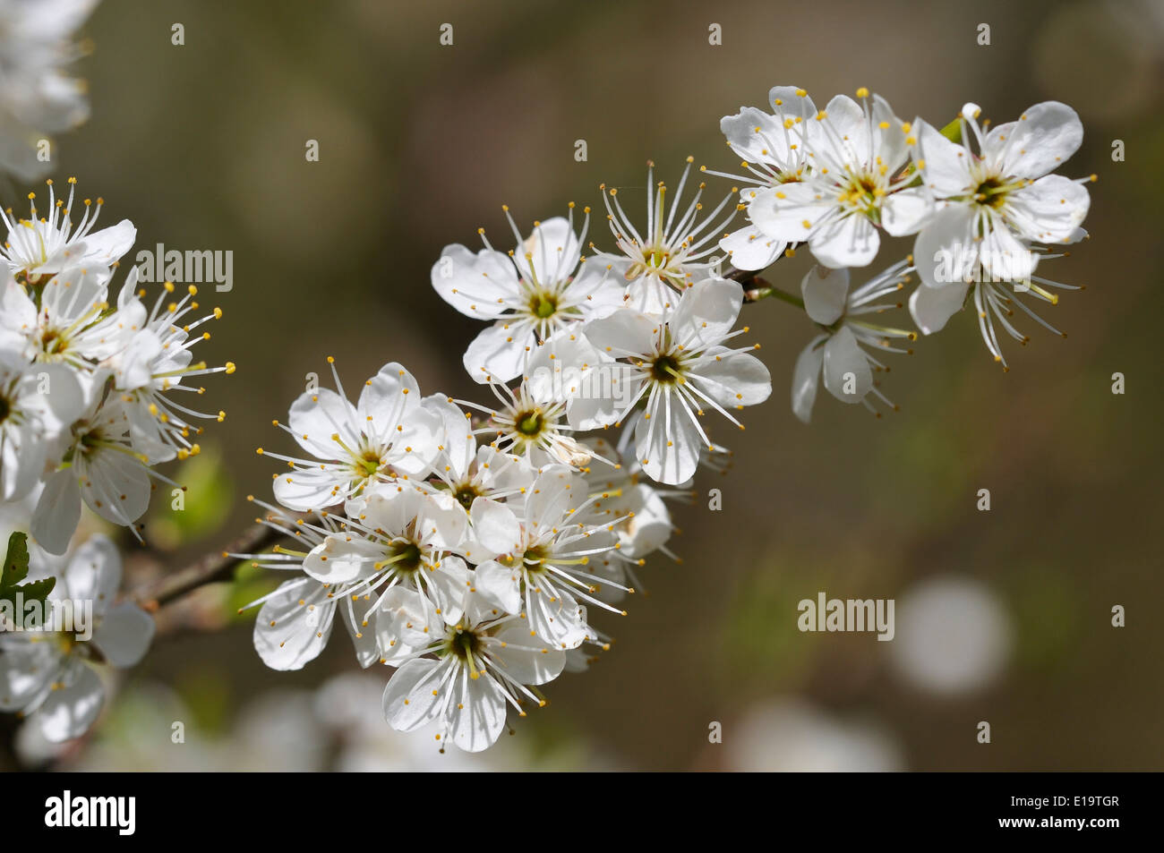 Prunellier ou Prunelle blossom - Prunus spinosa Banque D'Images