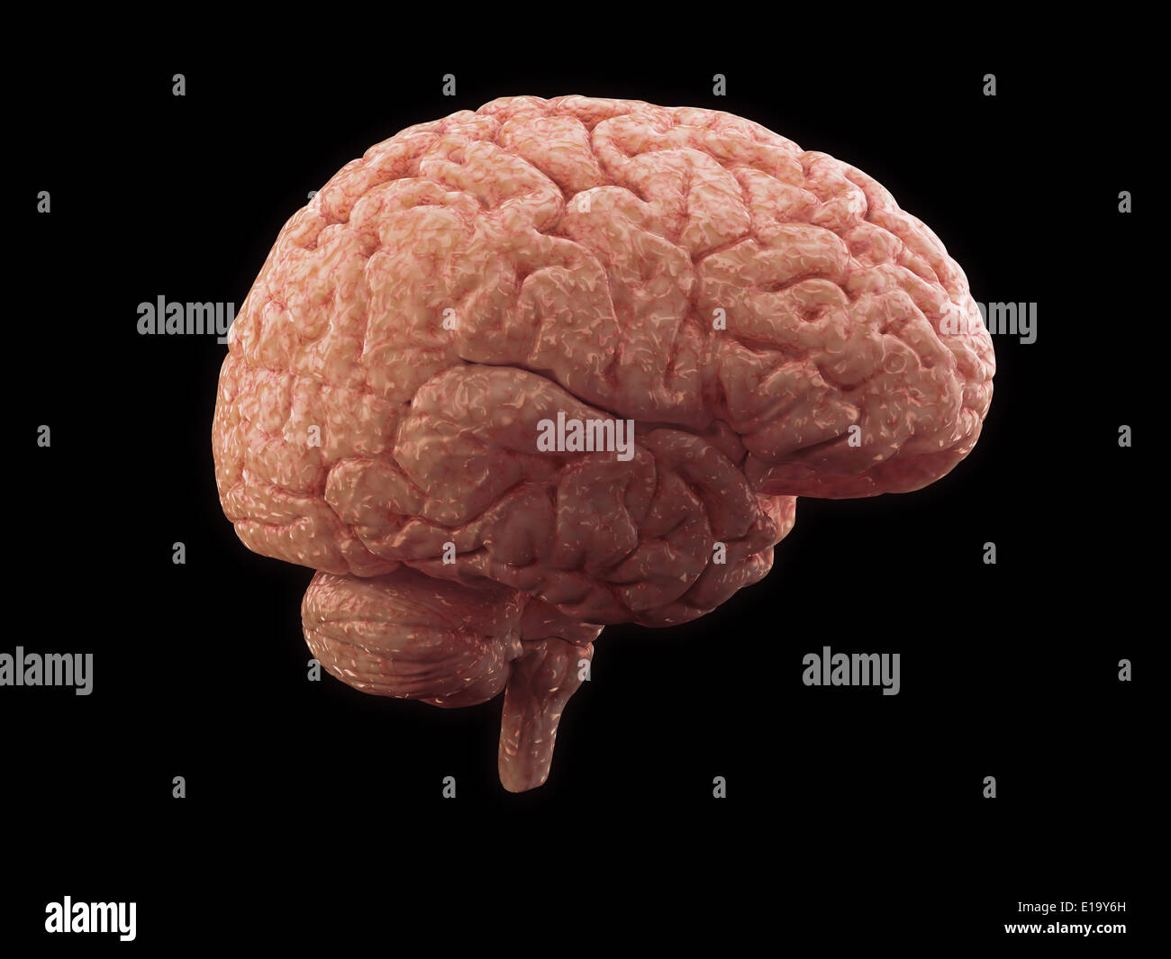 Vue latérale du cerveau - l'anatomie humaine Banque D'Images Vue latérale du cerveau - l'anatomie humaine Banque D'Images