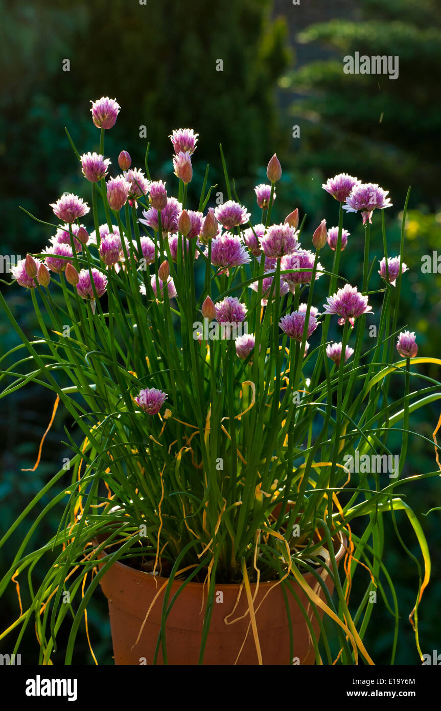 La ciboulette Allium schoenoprasum jardin en fleurs Banque D'Images