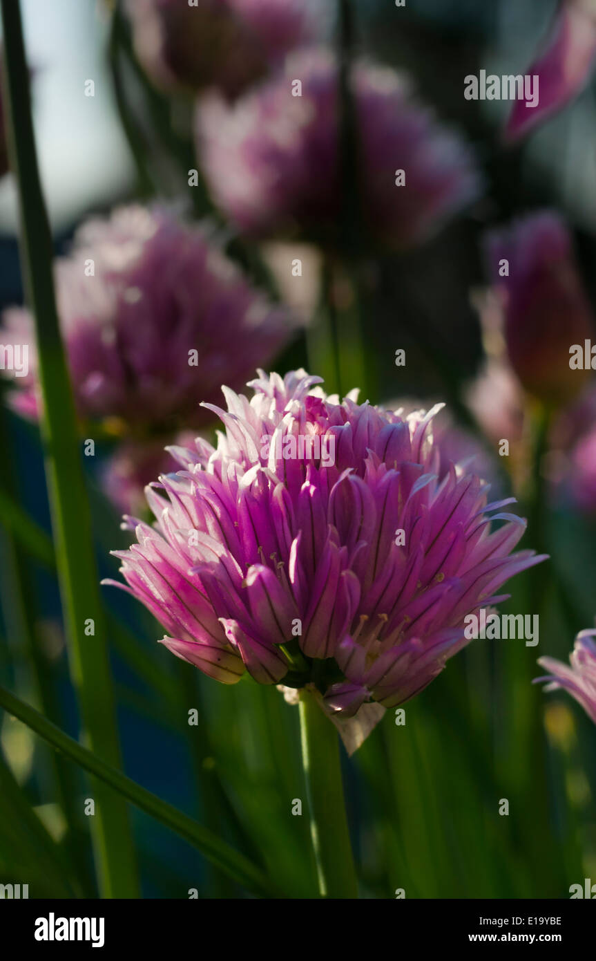 La ciboulette Allium schoenoprasum jardin en fleurs Banque D'Images