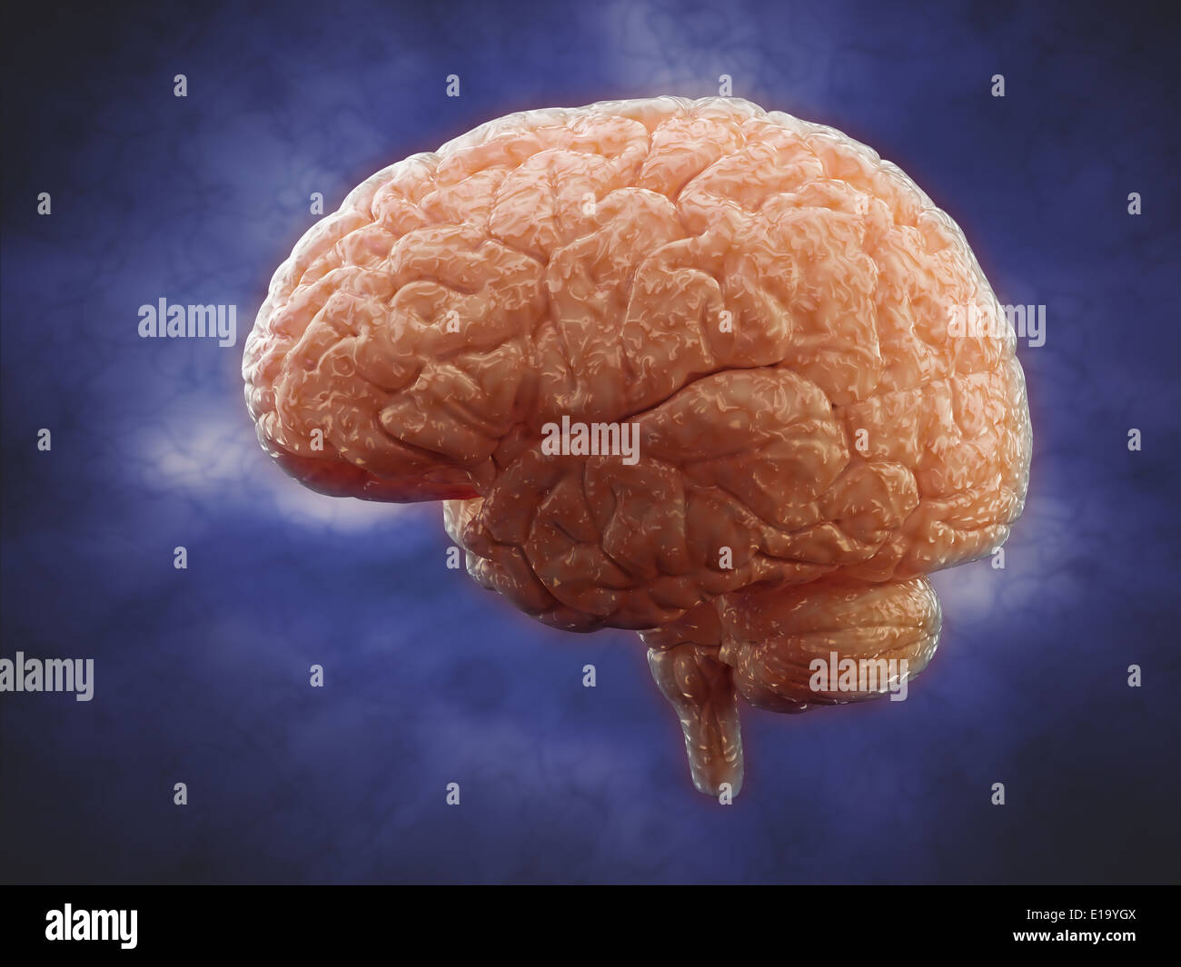 Vue latérale du cerveau - l'anatomie humaine Banque D'Images Vue latérale du cerveau - l'anatomie humaine Banque D'Images
