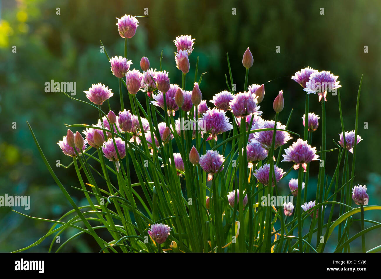 La ciboulette Allium schoenoprasum jardin en fleurs Banque D'Images
