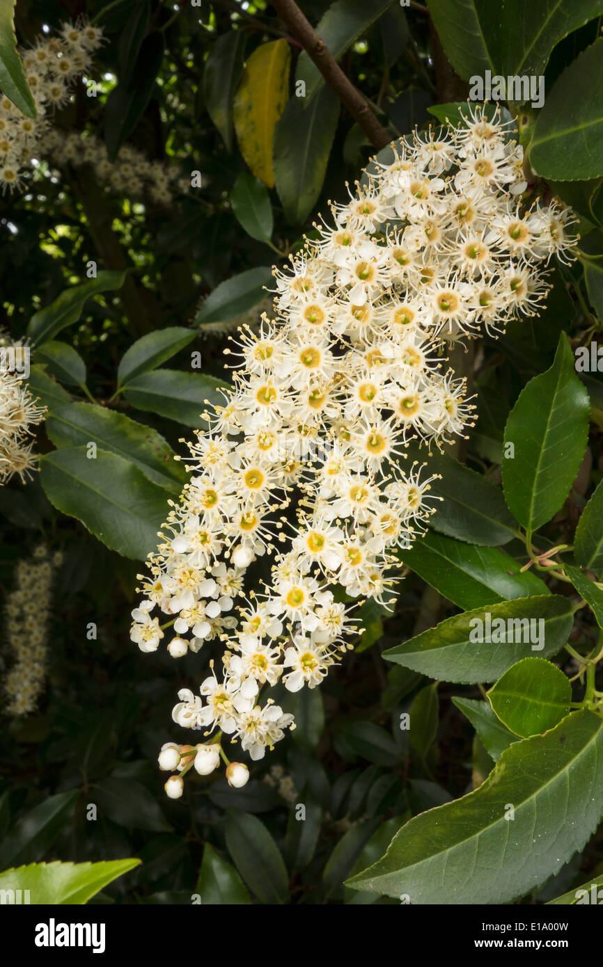 Prunus lusitanica Portugal laurel flower Banque D'Images