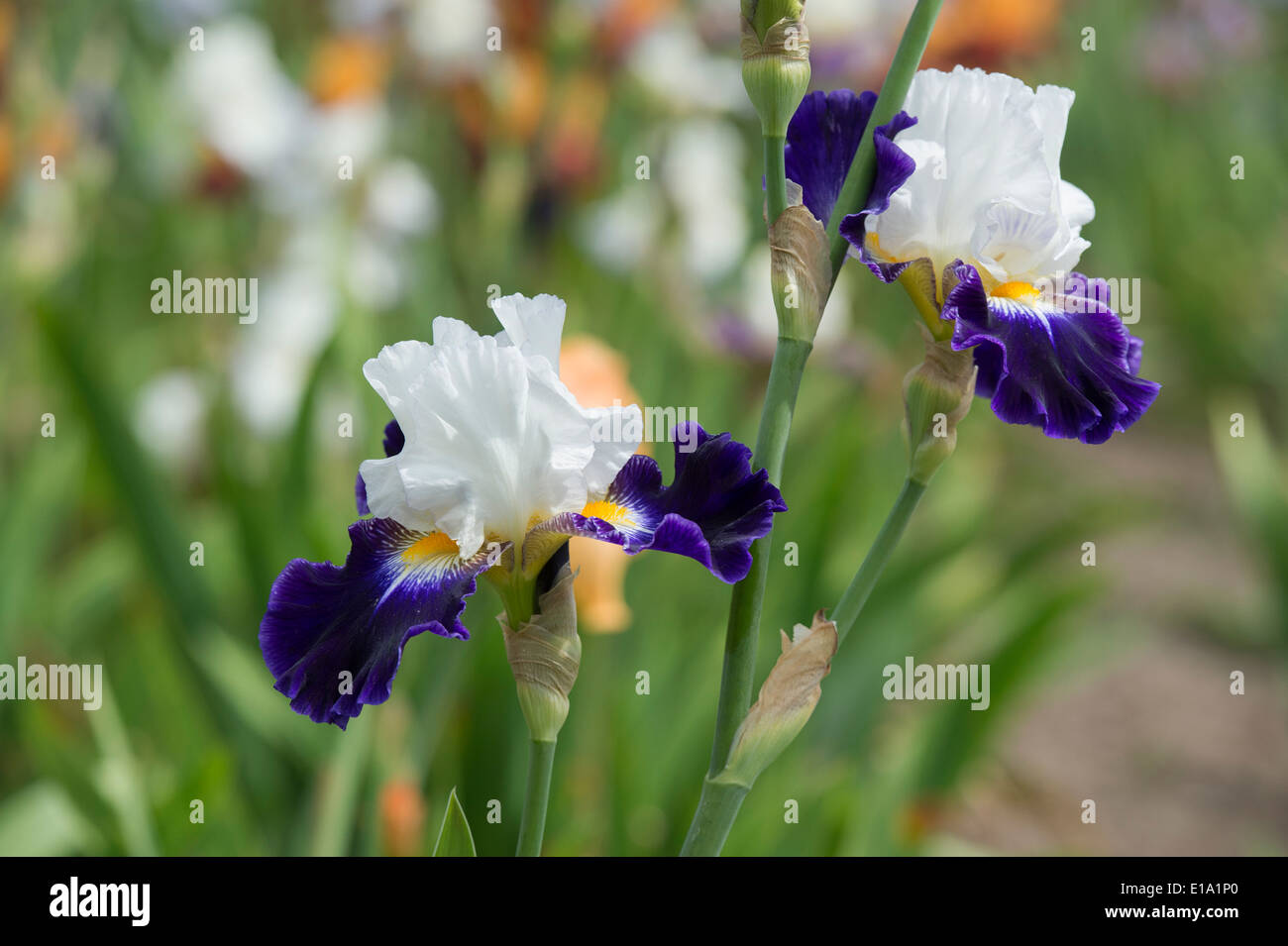 Tall Bearded iris fleurs Noctambule Banque D'Images