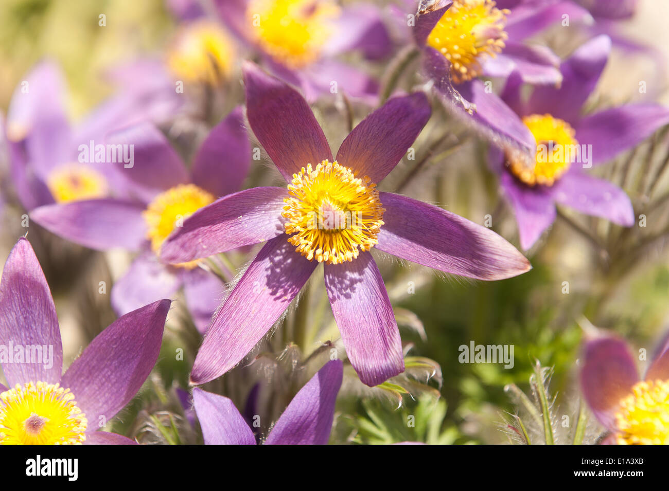 Pulsatilla vulgaris peu bas fleurs prune plante de jardin précieux Barton's pink Banque D'Images