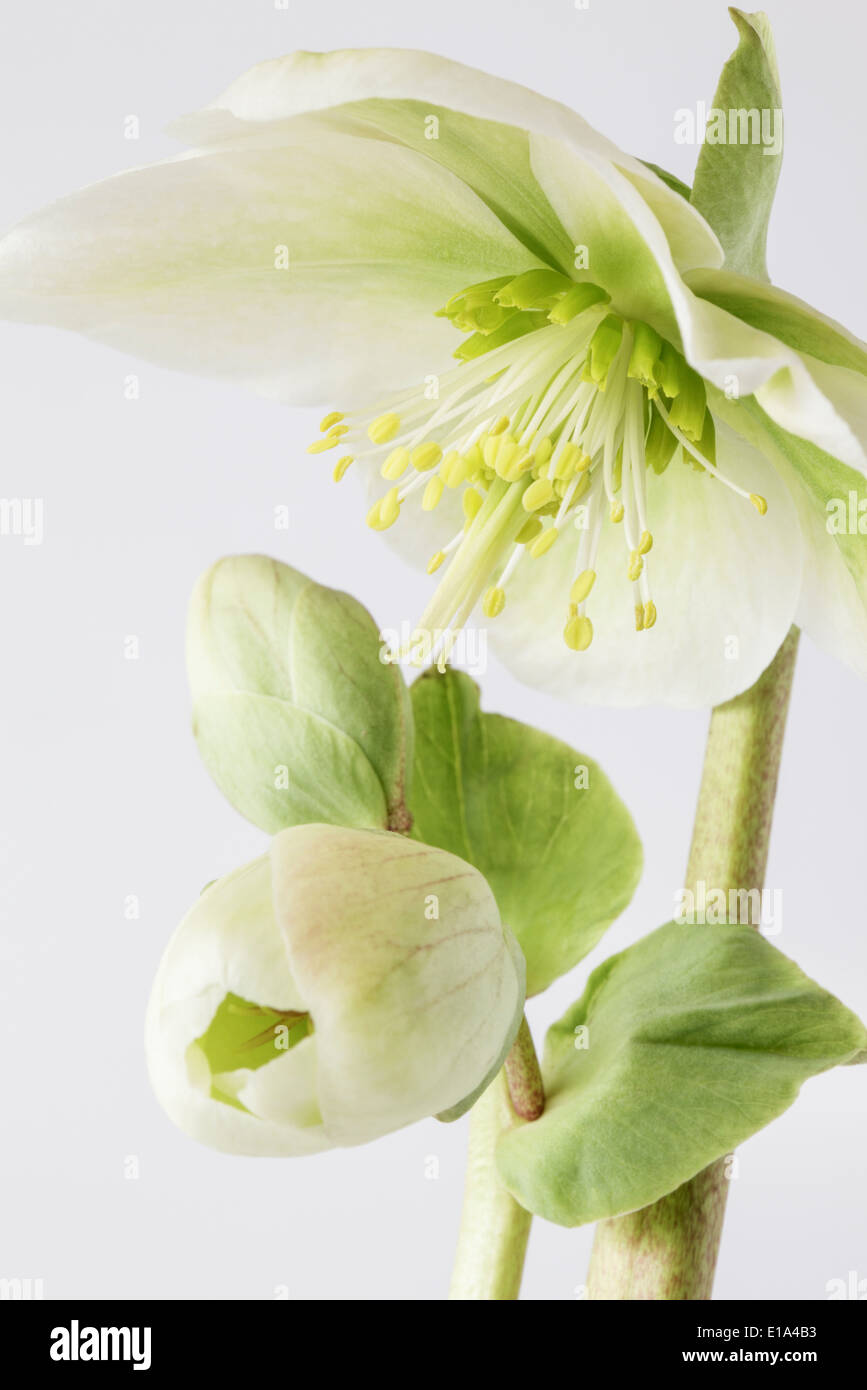 Graines hellébores en fleurs Banque D'Images