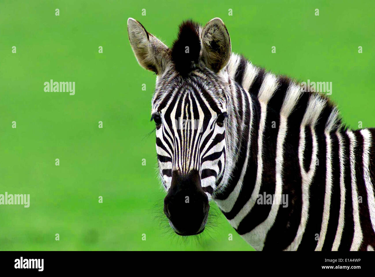 Un zèbre à un parc animalier. Banque D'Images Un zèbre à un parc animalier. Banque D'Images