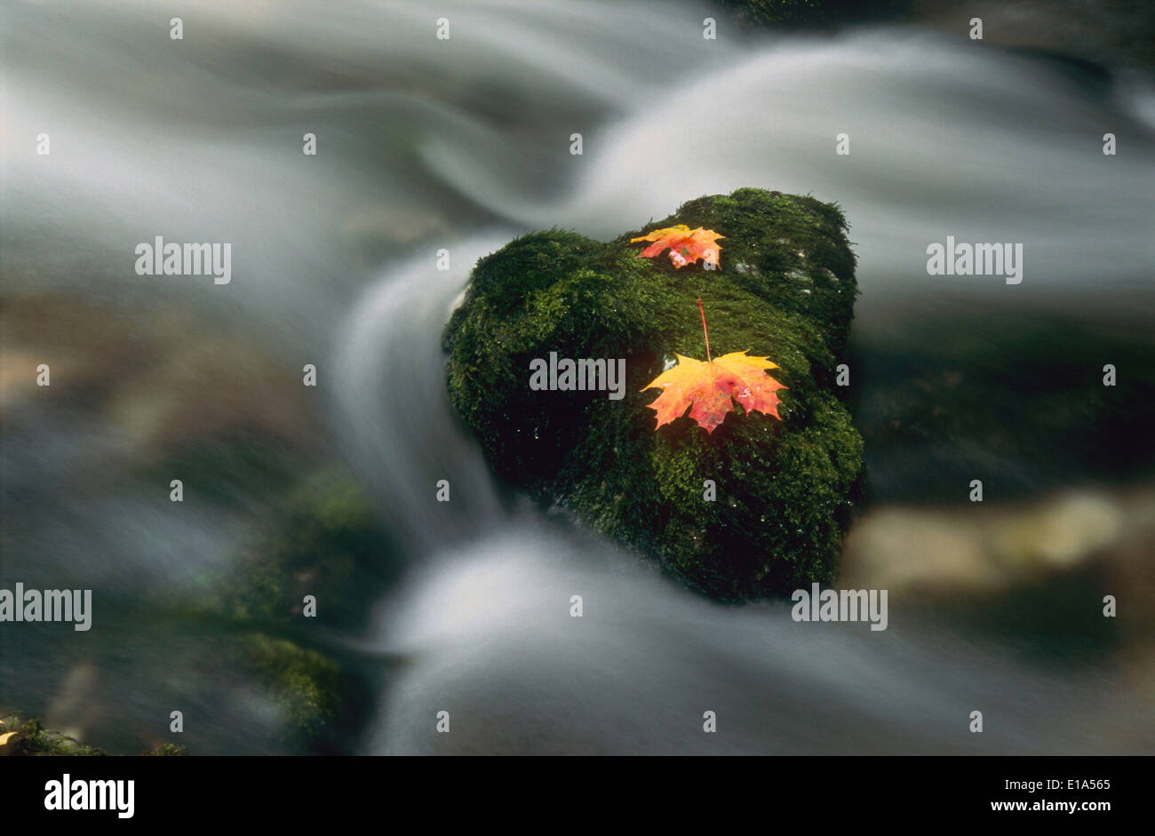 Creek avec la feuille à l'automne Banque D'Images