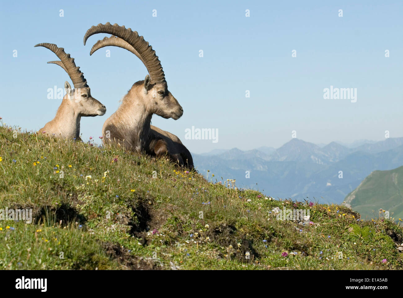 Bouquetin des Alpes (Capra ibex) Banque D'Images