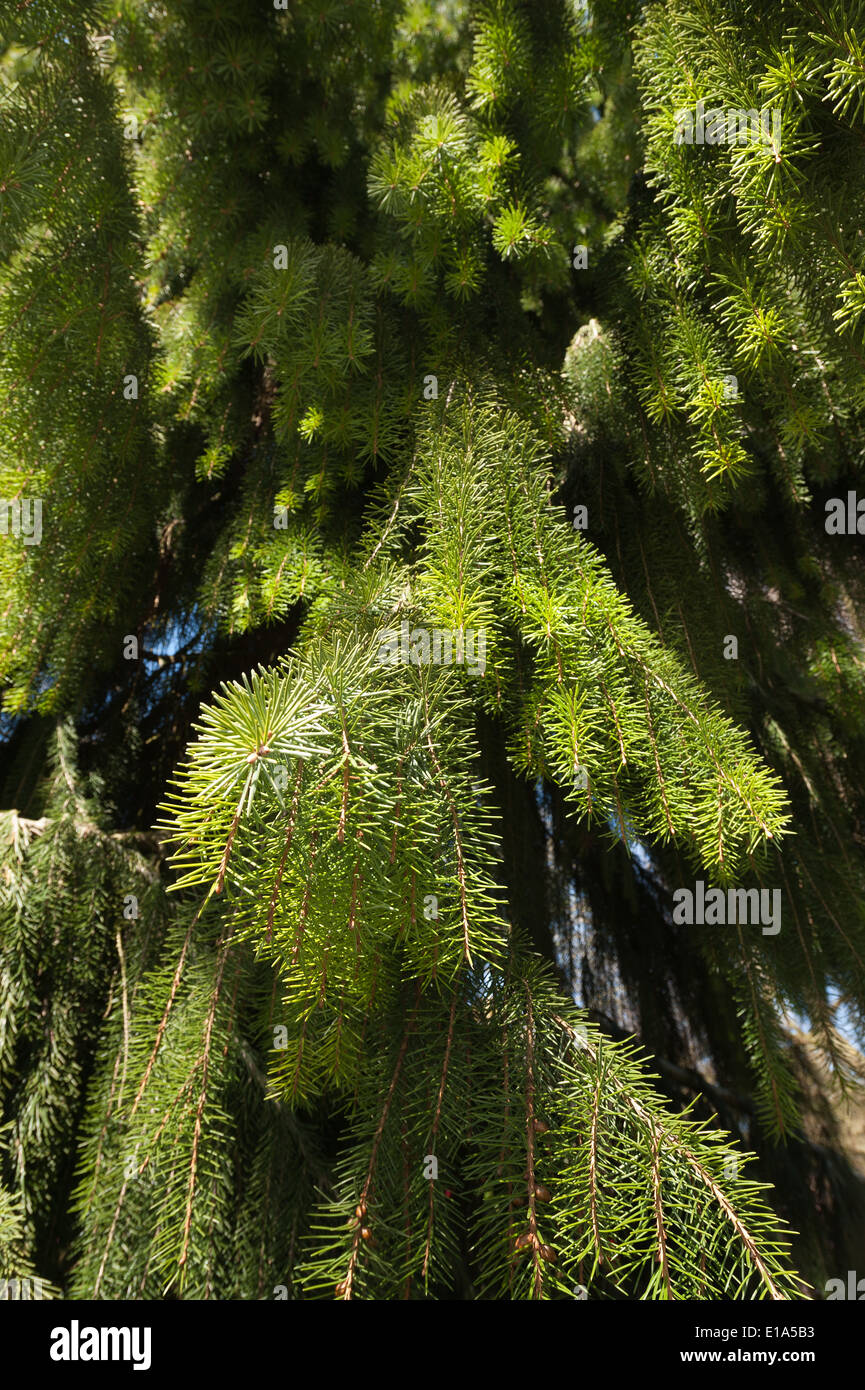 Brewers epicéa Picea breweriana considéré comme l'un des plus beaux conifères dans le monde Banque D'Images