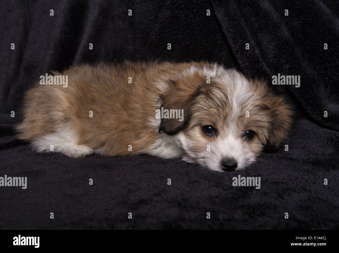 Cute tan and white fluffy toy chiot couché sur fond noir Banque D'Images