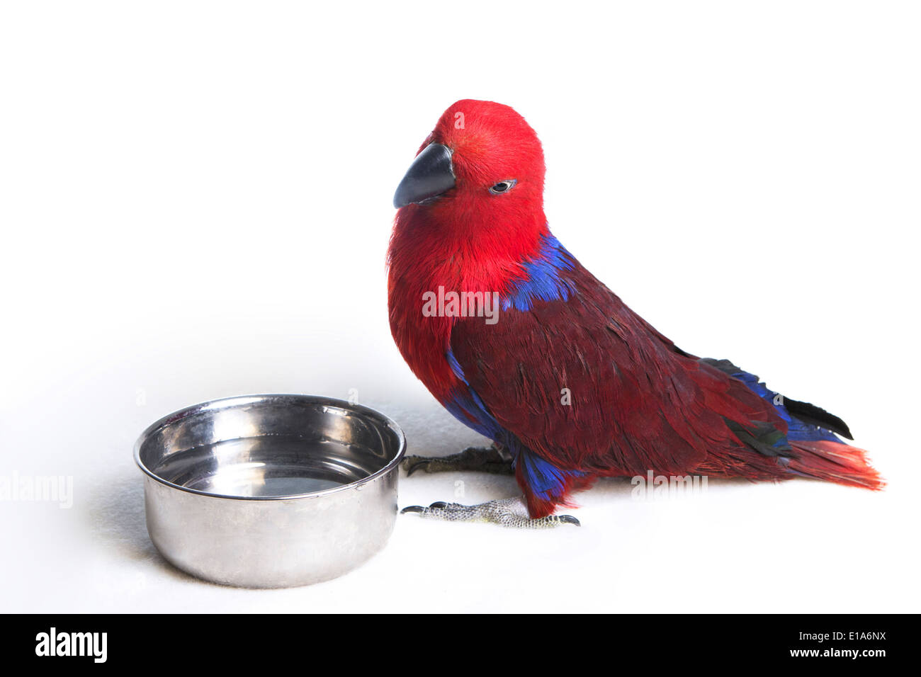 Perroquet Eclectus avec de l'eau lave isolé sur fond blanc Banque D'Images