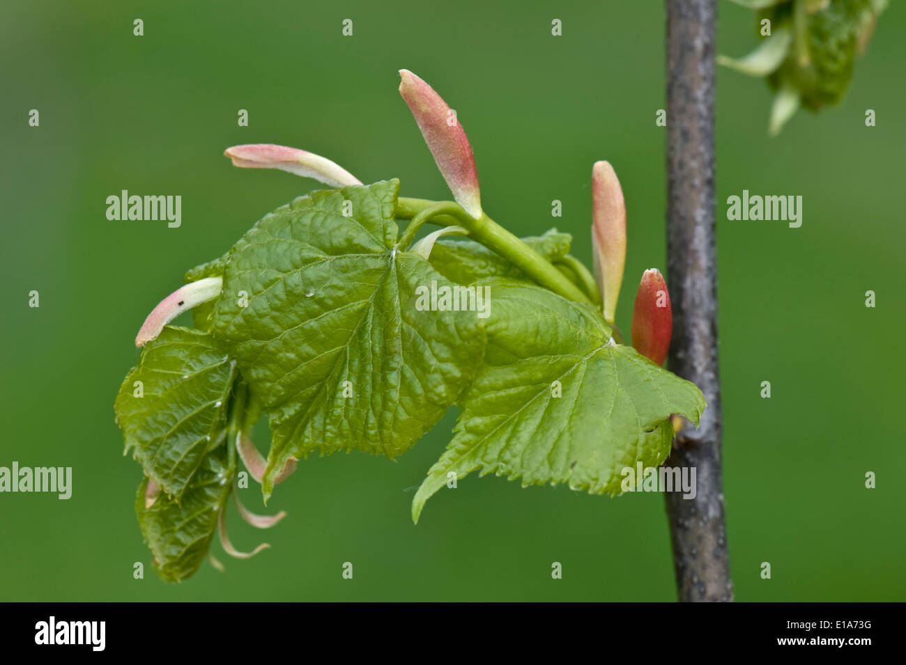 Tilleul à petites feuilles, Tilia cordata, les jeunes feuilles et les bractées sur un arbre au printemps, Avril Banque D'Images
