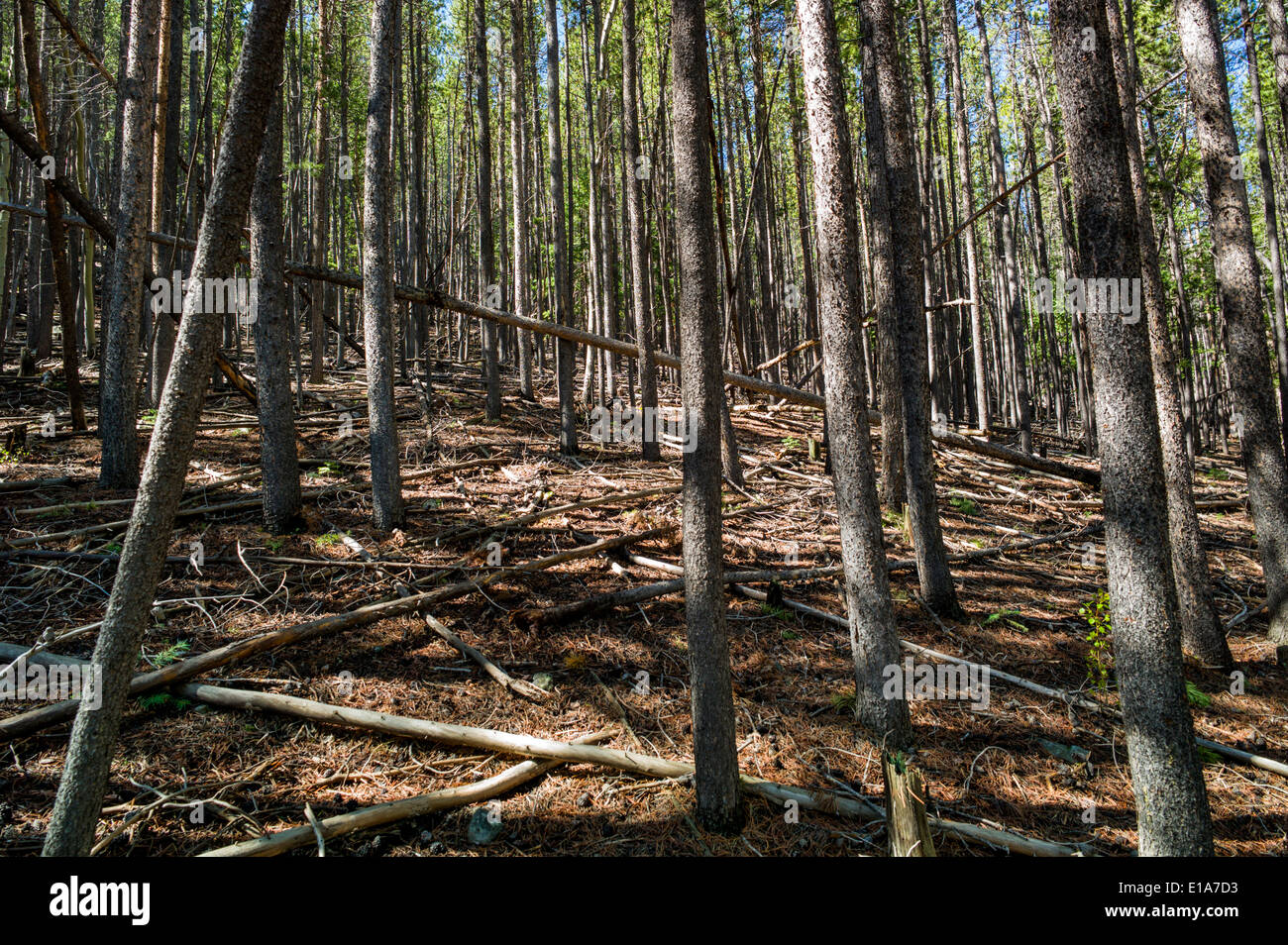 Bosquet de pins, Bear Creek, Rainbow Trail, Colorado, USA Banque D'Images