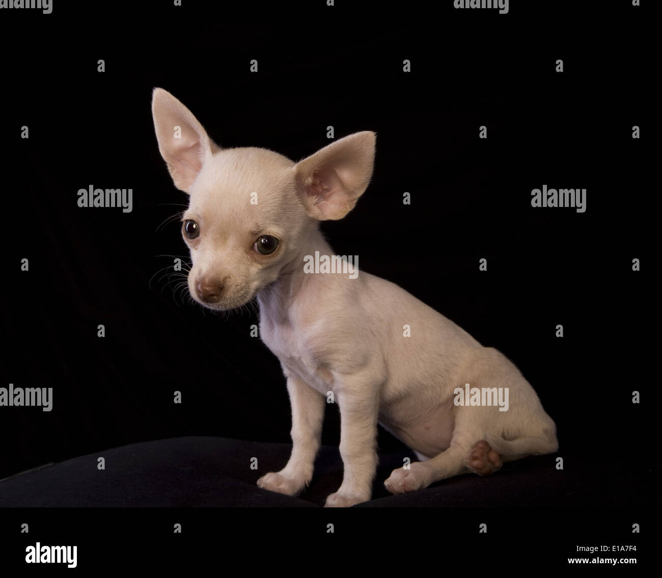 Couleur crème mignon chiot Chihuahua à poils courts assis sur fond noir Banque D'Images
