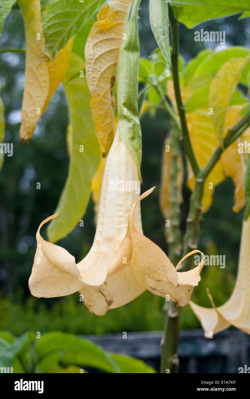 Brugmansia x candida 'Grand Marnier' Banque D'Images