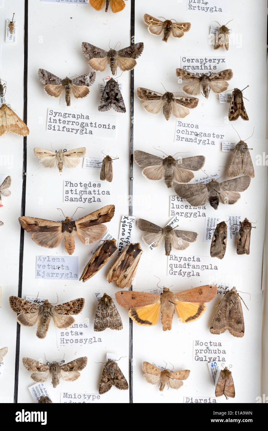 La collection d'insectes encadrés, Reykjavik, Islande Banque D'Images