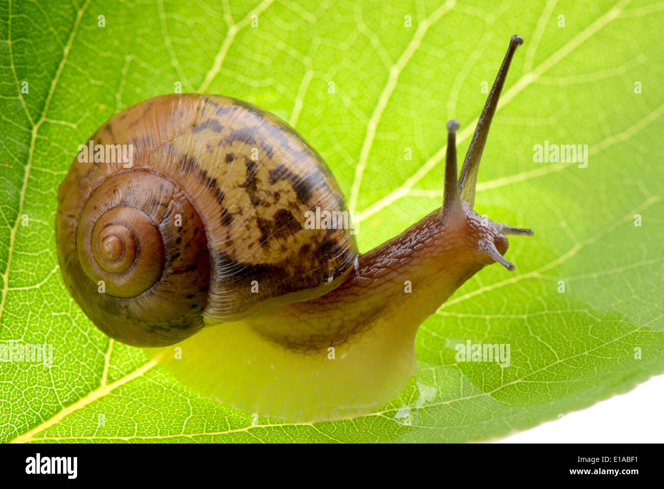 Petit escargot marron sur une feuille verte Banque D'Images