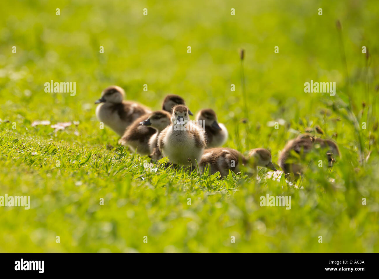 Les poussins d'une oie égyptienne sur un champ de fleurs Banque D'Images