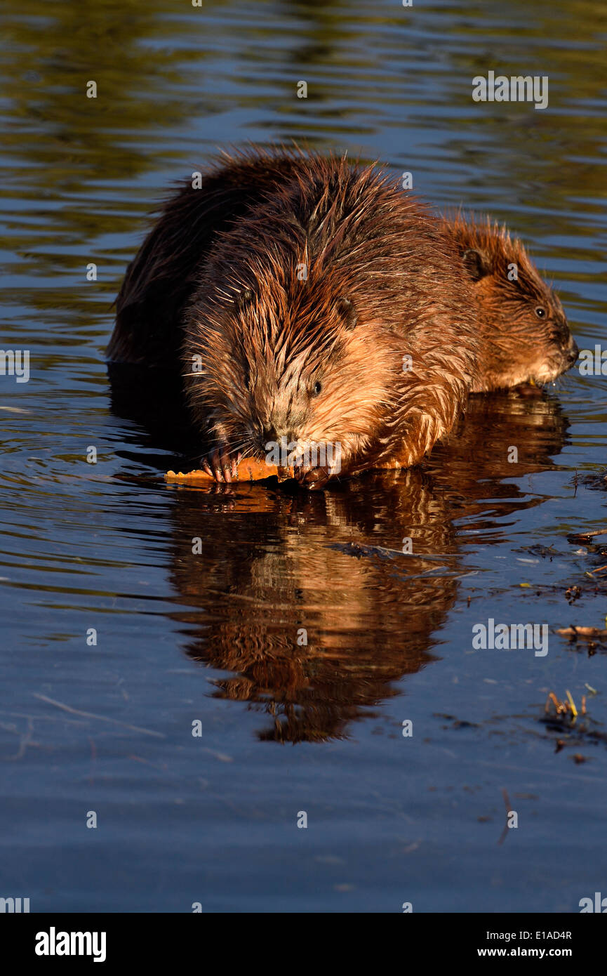 Deux jeunes castors assis dans l'eau de leur étang se nourrissant de quelques branches d'arbre Banque D'Images