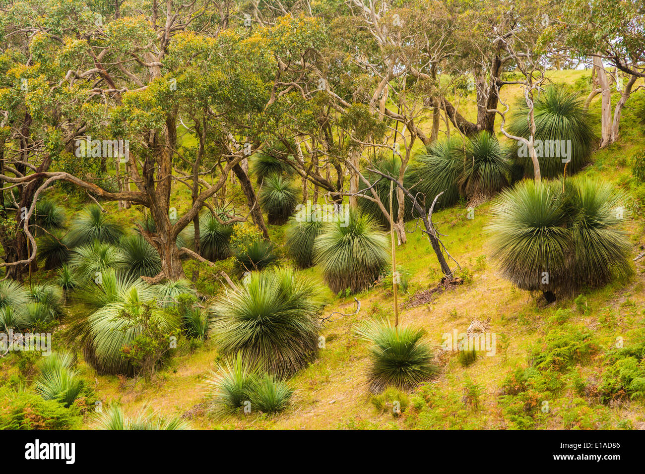 L'herbe des arbres dans la forêt australienne, péninsule de Fleurieu, Australie du Sud Banque D'Images