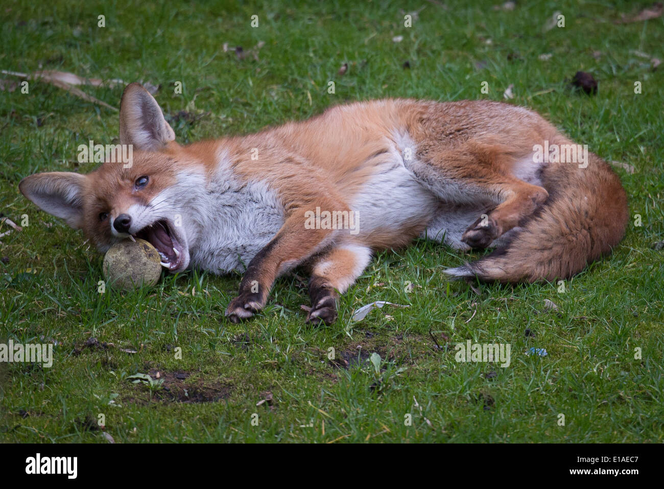 Urban fox jouant avec une balle Banque D'Images
