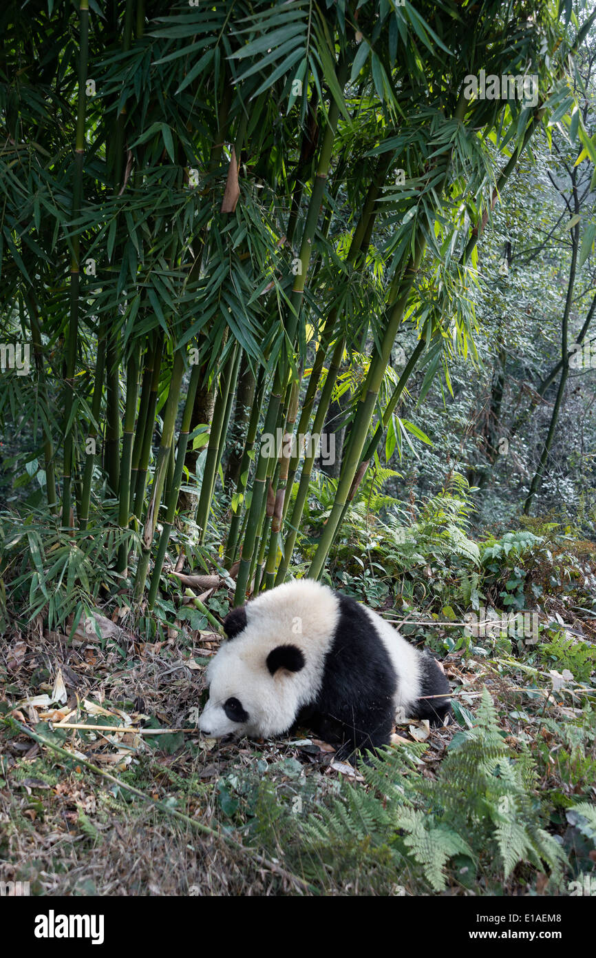 Panda dirigé pour une tige de bambou, Bifeng Xia, Sichuan, Chine Banque D'Images