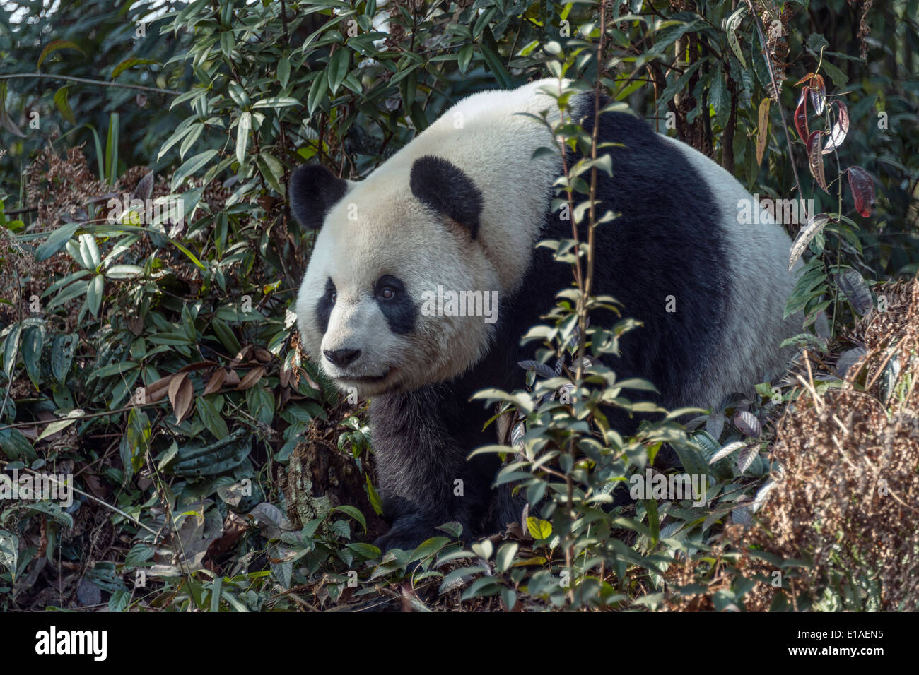Grand panda marcher à travers la brousse, Bifeng Xia, Sichuan, Chine Banque D'Images