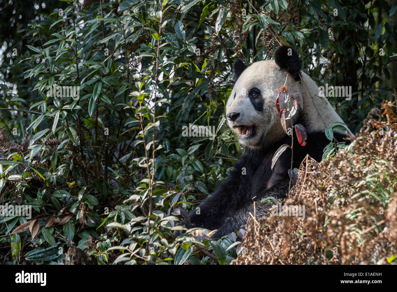 Panda adultes assis dans le bush, Bifeng Xia, Sichuan, Chine Banque D'Images