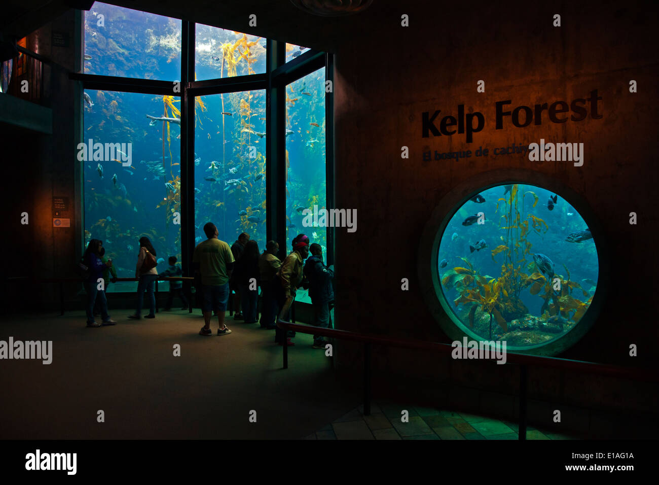 Les touristes voir les forêts de laminaires dans le deuxième plus grand réservoir à l'AQUARIUM DE LA BAIE DE MONTEREY - Monterey, Californie Banque D'Images