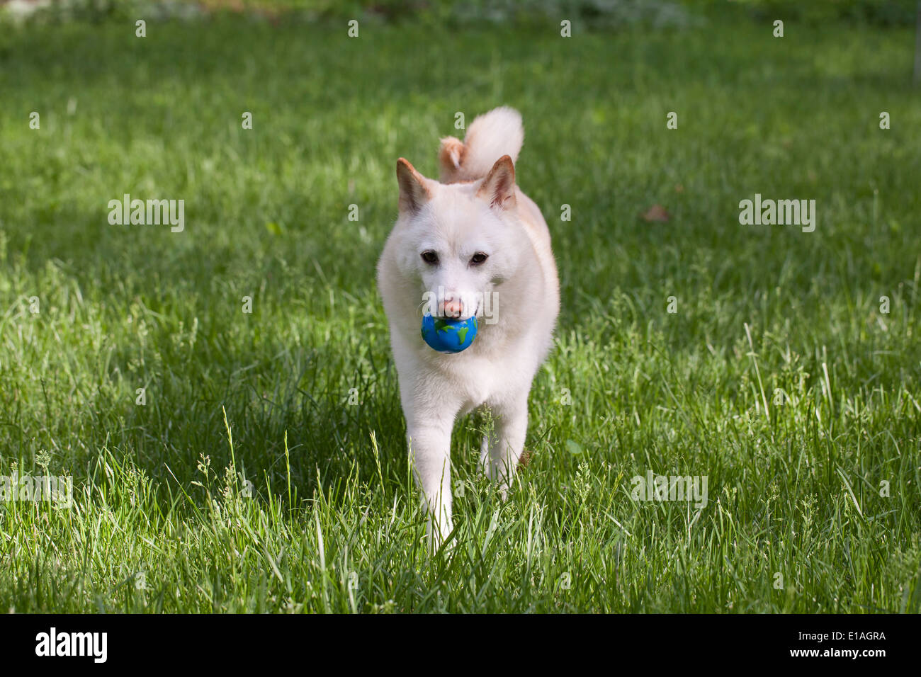 La récupération de balle chien Banque D'Images