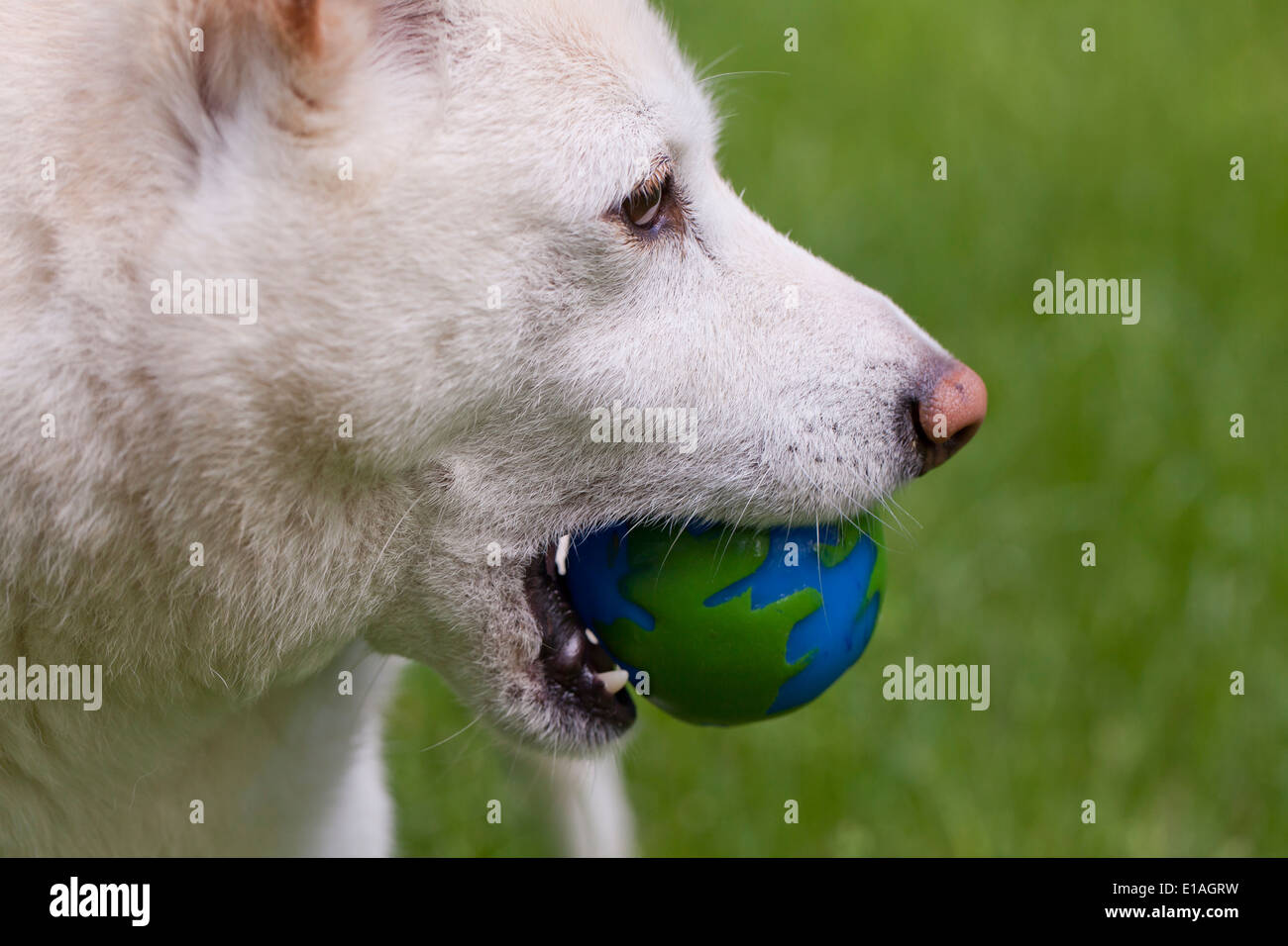 Gros plan du chien avec balle en bouche Photo Stock - Alamy